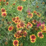 Գայլարդիա, гайлардия, gaillardia