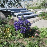 զանգակածաղիկ միջին, Колокольчик средний, campanula media