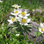 Հողմածաղիկ, Ветреница, Anemone  apennina