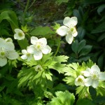 Հողմածաղիկ, anemone apennina