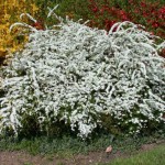 Ասպիրակ, aspirak