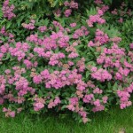 Ասպիրակ, aspirak