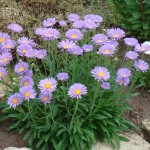 Աստղածաղիկ ալպիական, aster alpinus