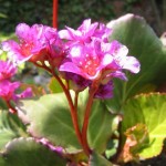 БАДАН, БЕРГЕНИЯ, BERGENIA
