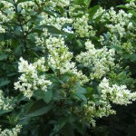 Կիպռոսենի, biryuchina