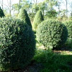 Կիպռոսենի, biryuchina