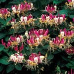 Ցախակեռաս, lonicera