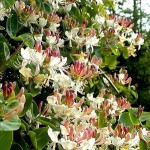 Ցախակեռաս, lonicera