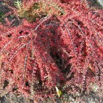 Չմենի հորիզոնական