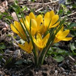 Крокус светло-жёлтый, Шафран, Crocus flavus