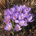 Крокус,/Шафран/, Crocus vernus
