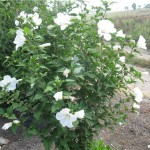 Հիբիսկուս սպիտակ, Սիրիական վարդ, Сирийская роза, Hibiscus syriacus
