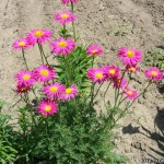 Երիցուկ վարդագույն, Ромашка розовая, Pyrethrum roseum