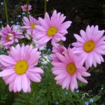 Երիցուկ վարդագույն, Ромашка розовая, Pyrethrum roseum