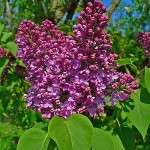 Եղրևանի, Յասաման