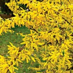 Ֆորսիցիա, forsythia