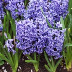 Հակինթ արևելյան, Гиацинт восточный, Hyacinthus  orientalis