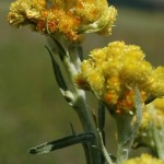 Անթառամ,helichrysum arenarium