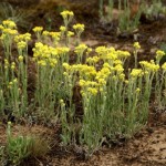 Անթառամ, helichrysum arenarium