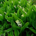Հովտաշուշան մայիսյան, Ландыш майский, Convallaria majalis