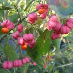 Իլենի, beresklet