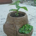 image-c72c9bb6eca51071c5bf185f1b34b8b7d60d3e4f59564f10ec2cc9d93ff85720-V