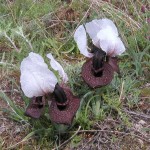 Հիրիկ նրբագեղ, Ирис грациозный, Iris elleganthissima