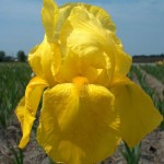 Հիրիկ, Ирис, Iris