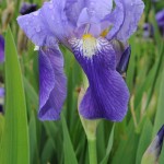 Հիրիկ, Иис, Iris