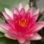 Ջրաշուշան սպիտակ,Հարսնամատ, Кувшинка , Nymphaea