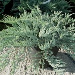 Գիհի փռվող, juniperus horizontalis blue chip