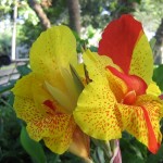 Կաննա , Канна , Canna