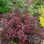 Կծոխուր, barbaris