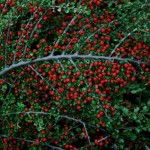 Չմենի հորիզոնական, кизелник