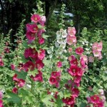Տուղտավարդ, Шток-роза, Alcea rosea