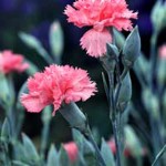 Մեխակ բազմամյա, շաբո, Гвоздика многолетняя, Шабо, Dianthus caryophyllus