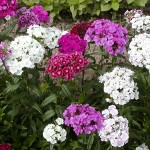 Մեխակ թուրքական