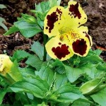 Միմուլյուս վագրա-խոշորածաղիկ, Губастик тигринус крупноцветковый, Mimulus tigrinus grandiflorus