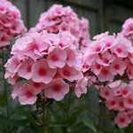 Ֆլոքս, Флокс, Phlox