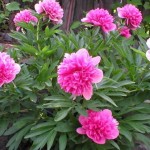 Քաջվարդ, Пион, Paeonia