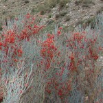 Սարի չամիչ, Էֆեդրա,efedra