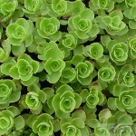 Սեդում, Седум, Sedum