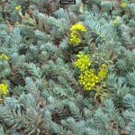 Սեդում, Седум, Sedum