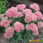 Սեդում, Седум, Sedum