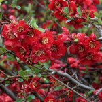 Սերկեվիլ ճապոնական, chaenomeles