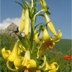 Շուշան հայկական, Лилия армянская, Lilium armenum