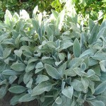 Աբեղախոտ, Стахис,Stachys