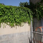 Կուսախաղող, Девичий виноград, Parthenocissus planch