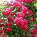 Վարդ փաթաթվող