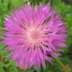 Վարդատերեփուկ մուշկային, Амбербоа мускусная, Amberboa moschata